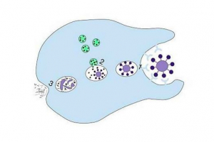 Концепція, механізм і послідовність фагоцитозу Концепція, механізм і послідовність фагоцитозу